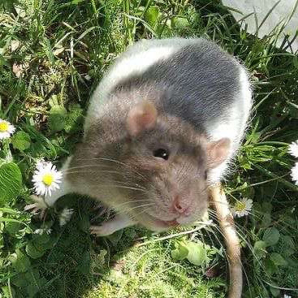 Meet your Posher, Kent